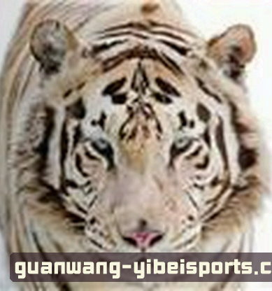 张伟